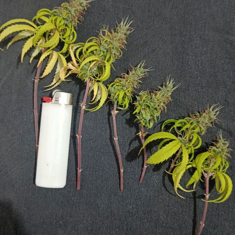 Genética desconhecida growlog timeline photo