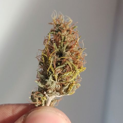Genética desconhecida growlog timeline photo