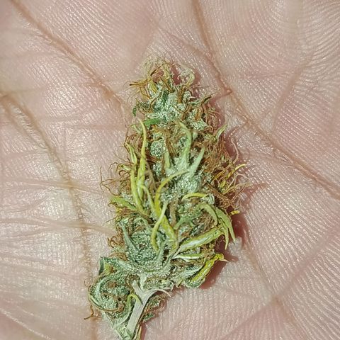 Genética desconhecida growlog timeline photo