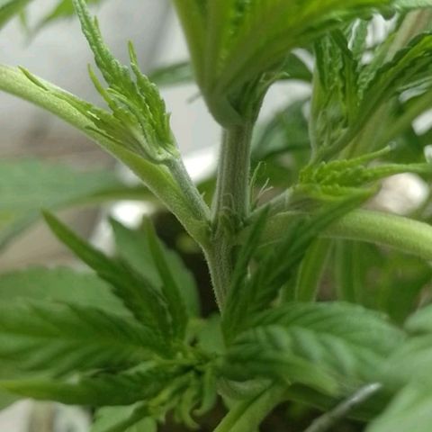 Genética desconocida growlog timeline photo