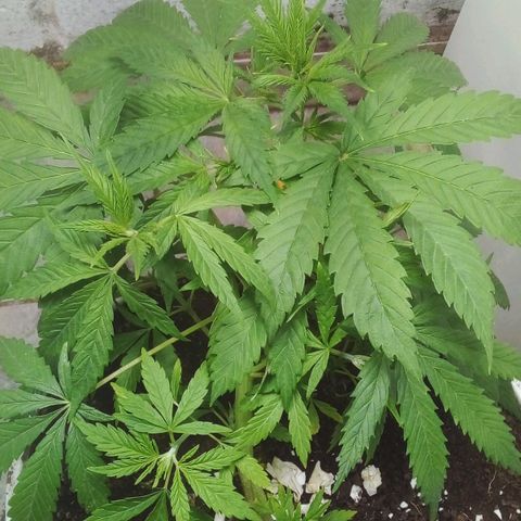 Genética desconocida growlog timeline photo