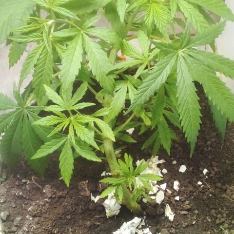 Genética desconocida growlog timeline photo