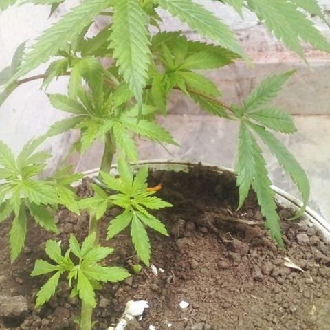 Genética desconocida growlog timeline photo