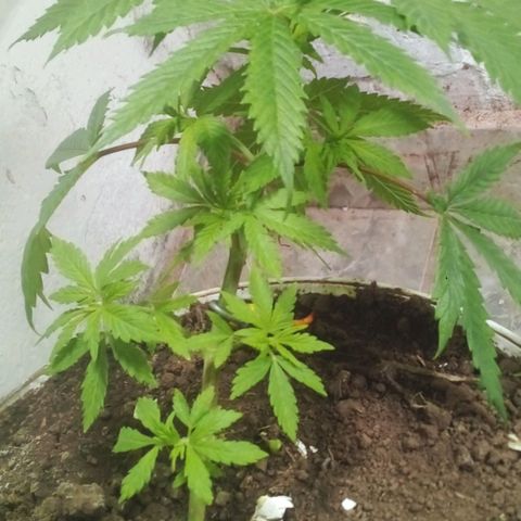 Genética desconocida growlog timeline photo