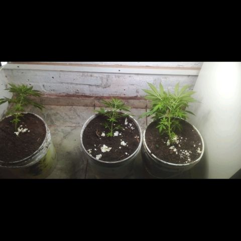 Genética desconocida growlog timeline photo