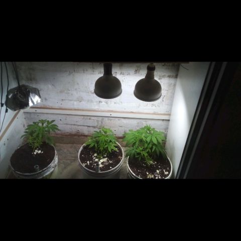 Genética desconocida growlog timeline photo