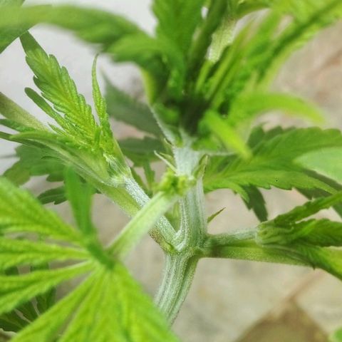 Genética desconocida growlog timeline photo