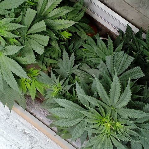 Genética desconocida growlog timeline photo