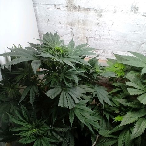 Genética desconocida growlog timeline photo