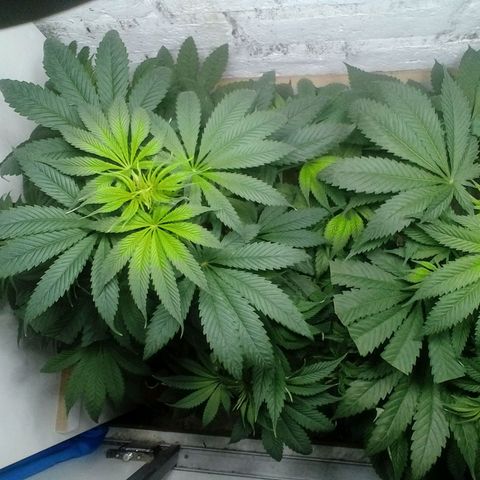 Genética desconocida growlog timeline photo