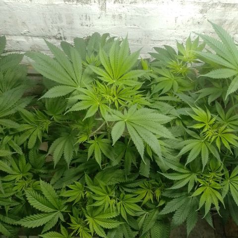 Genética desconocida growlog timeline photo