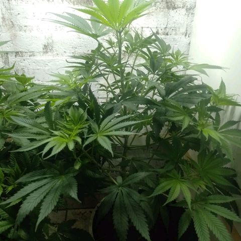 Genética desconocida growlog timeline photo