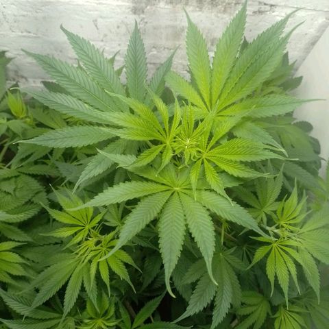 Genética desconocida growlog timeline photo