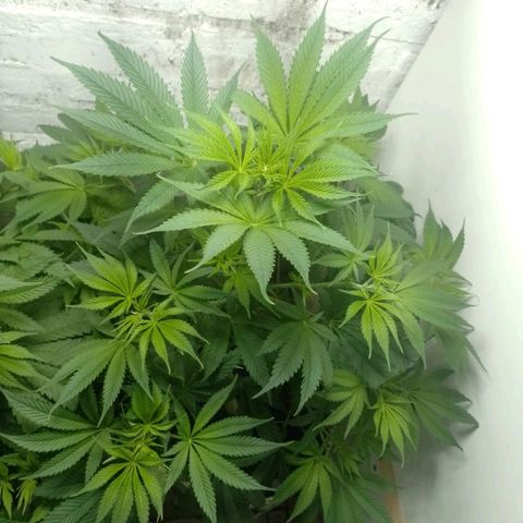 Genética desconocida growlog timeline photo