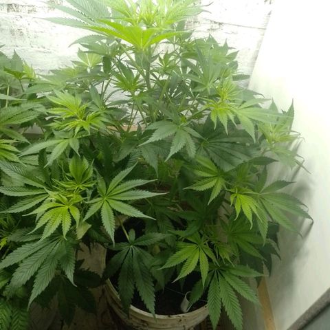 Genética desconocida growlog timeline photo