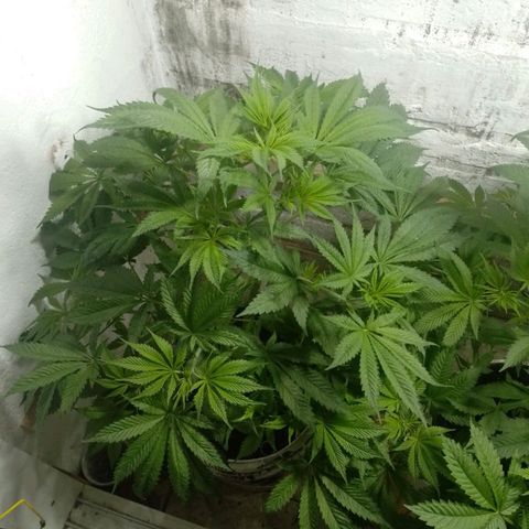 Genética desconocida growlog timeline photo