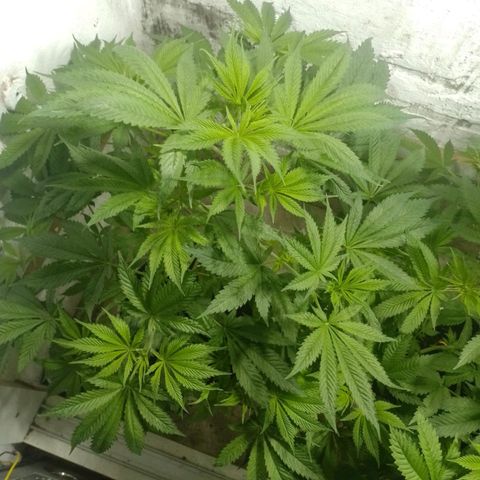Genética desconocida growlog timeline photo
