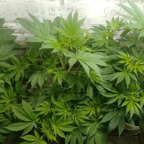 Genética desconocida growlog timeline photo