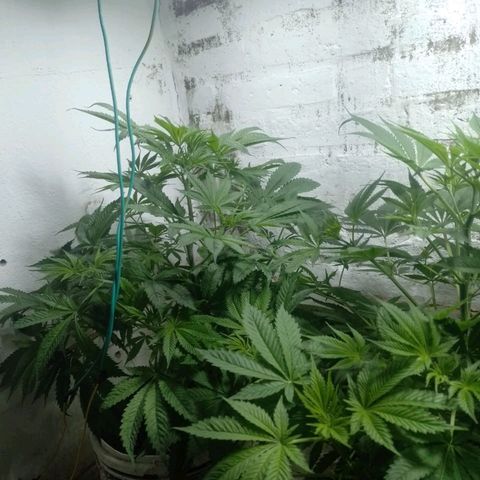 Genética desconocida growlog timeline photo