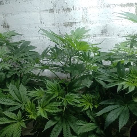Genética desconocida growlog timeline photo