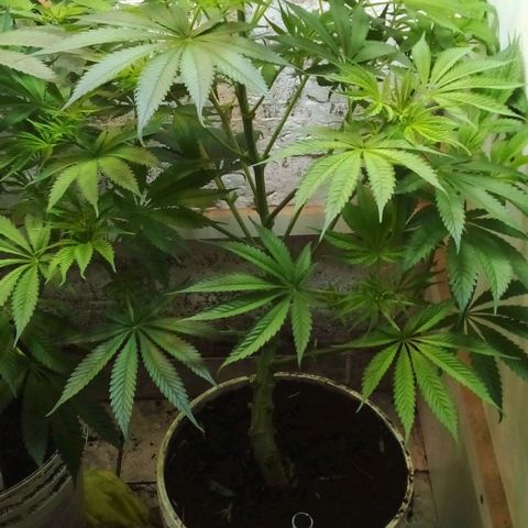 Genética desconocida growlog timeline photo