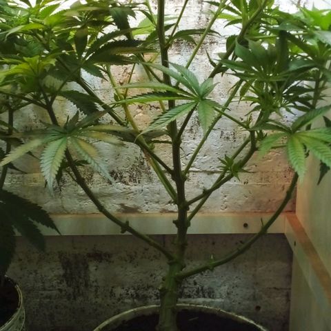 Genética desconocida growlog timeline photo