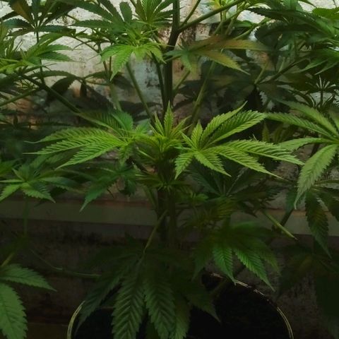 Genética desconocida growlog timeline photo