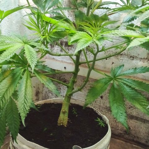 Genética desconocida growlog timeline photo