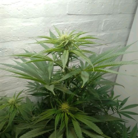 Genética desconocida growlog timeline photo