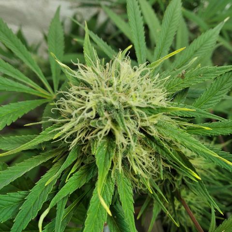 Genética desconocida growlog timeline photo