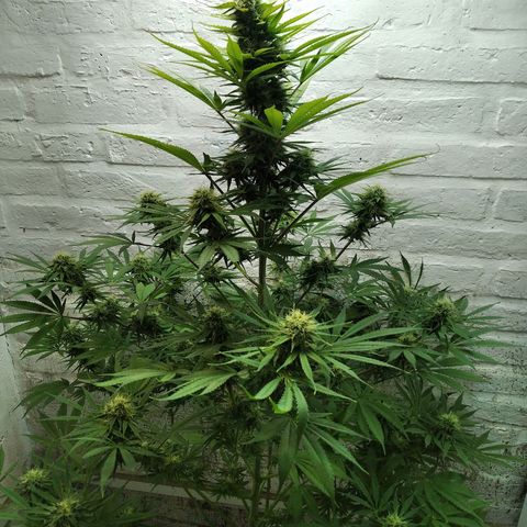 Genética desconocida growlog timeline photo