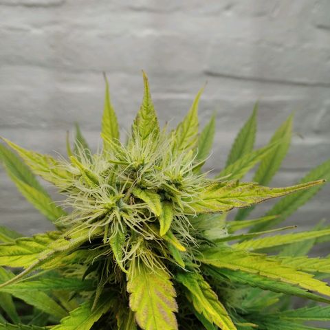 Genética desconocida growlog timeline photo