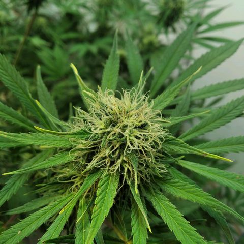 Genética desconocida growlog timeline photo