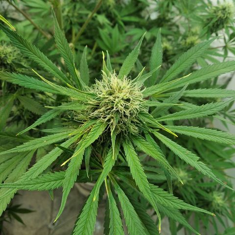 Genética desconocida growlog timeline photo