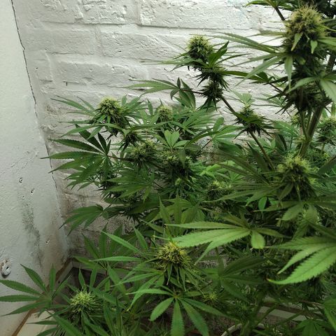 Genética desconocida growlog timeline photo