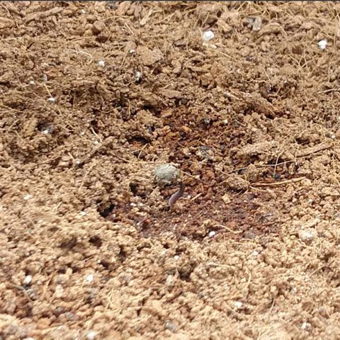 Blue Dream Auto growlog photo: Sprouted but still has shell on