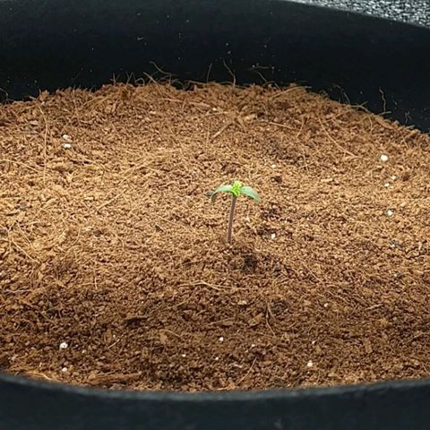 Blue Dream Auto growlog timeline photo
