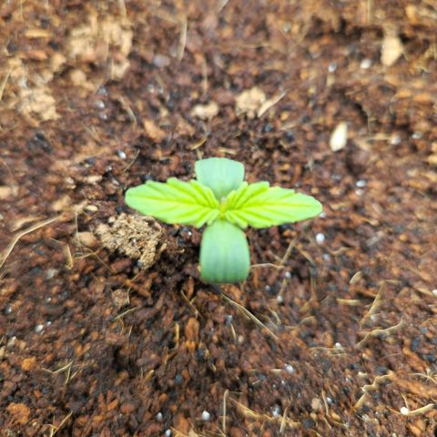 Blue Dream Auto growlog timeline photo