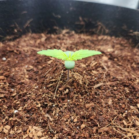Blue Dream Auto growlog timeline photo