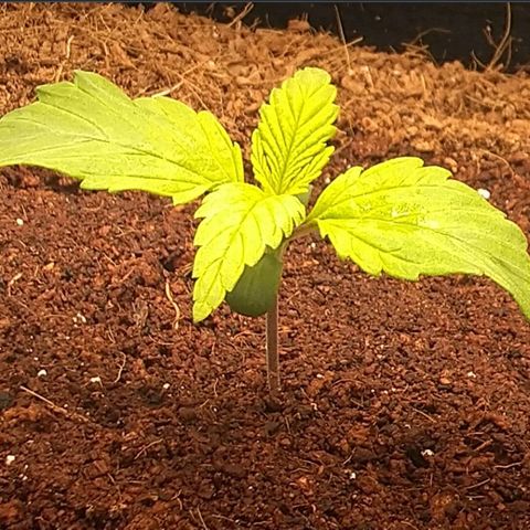 Blue Dream Auto growlog timeline photo
