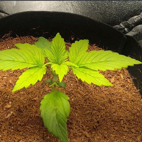 Blue Dream Auto growlog timeline photo