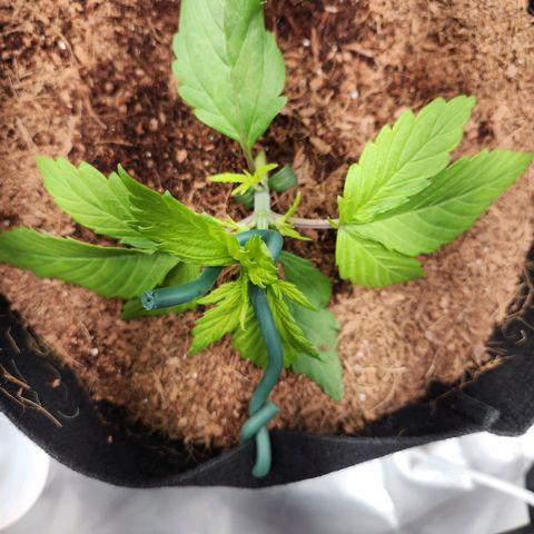 Blue Dream Auto growlog photo: Started lst