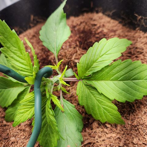 Blue Dream Auto growlog photo: Started lst