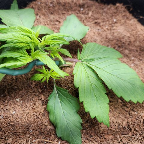 Blue Dream Auto growlog timeline photo