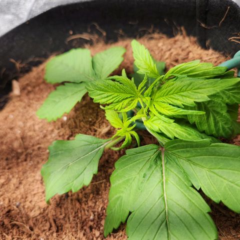 Blue Dream Auto growlog timeline photo