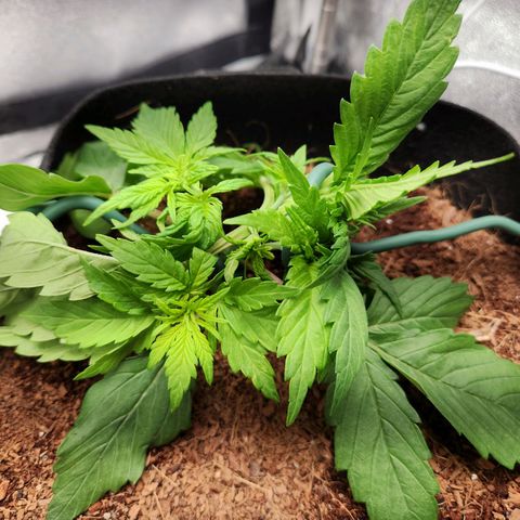 Blue Dream Auto growlog timeline photo