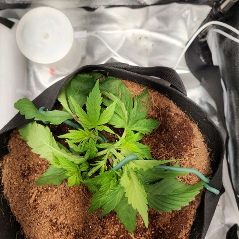Blue Dream Auto growlog timeline photo