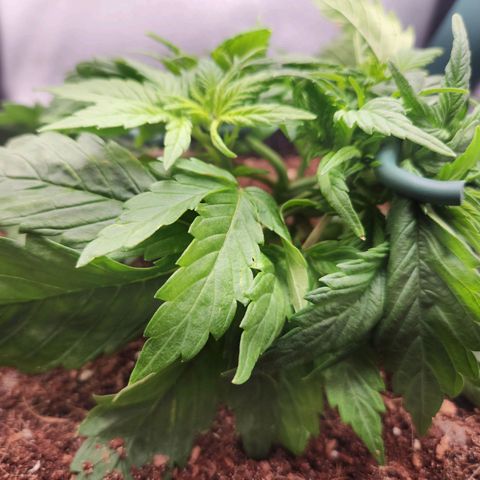Blue Dream Auto growlog timeline photo