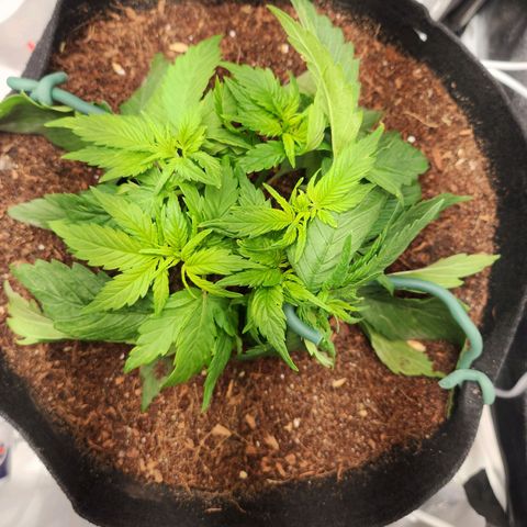Blue Dream Auto growlog timeline photo