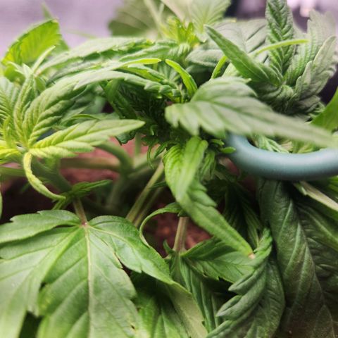 Blue Dream Auto growlog timeline photo